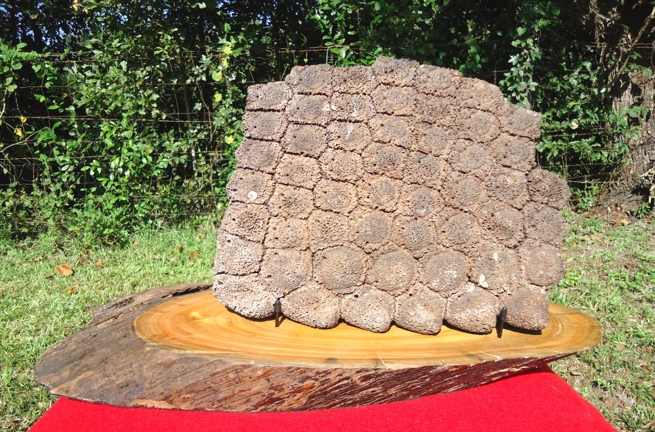 Incredible Plate of 53 Glyptodont Scutes